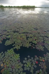 Water caltrop / chestnut (Trapa natans) plants growing on water surface, Lake Skadar Water caltrop / chestnut (Trapa natans) plants growing on water surface, Lake Skadar