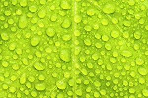 Water droplets on leaf creating a natural pattern, Tresco Tropical Garden, Tresco Water droplets on leaf creating a natural pattern, Tresco Tropical Garden, Tresco