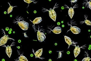 Magnification Collection: Water fleas (Daphnia sp.) and a green algae (Volvox aureus) in water from a garden pond