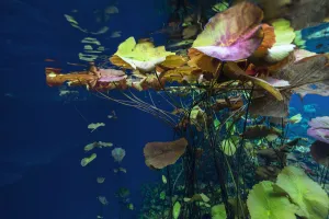 Water lilies in the Cenote Nicte Ha, Quintana Roo, Yucatan Peninsula, Mexico. May Water lilies in the Cenote Nicte Ha, Quintana Roo, Yucatan Peninsula, Mexico. May