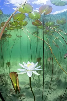 Plantae Gallery: Water lily (Nymphaea alba) flower underwater in lake, Ain, Alps, France, June