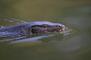 Water monitor (Varanus salvator), swimming and flicking tongue, Thailand Water monitor (Varanus salvator), swimming and flicking tongue, Thailand