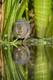 Images Dated 12th August 2013: Water vole (Arvicola amphibius) feeding at waters edge, Kent, UK, August