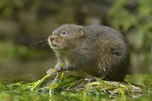 Water vole (Arvicola amphibius) Kent, UK September Water vole (Arvicola amphibius) Kent, UK September