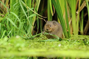 Water Vole (Arvicola amphibius / terrestris) foraging by water. Kent, UK, August Water Vole (Arvicola amphibius / terrestris) foraging by water. Kent, UK, August