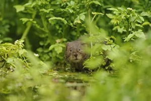 Water Vole (Arvicola amphibius / terrestris) foraging by water. Kent, UK, August Water Vole (Arvicola amphibius / terrestris) foraging by water. Kent, UK, August