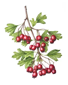 Watercolour painting of Common hawthorn (Crataegus monogyna) berries. Botanical illustration by Linda Pitkin Watercolour painting of Common hawthorn (Crataegus monogyna) berries. Botanical illustration by Linda Pitkin