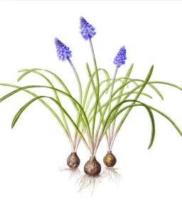 Watercolour painting of Grape hyacinth (Muscari). Botanical illustration by Linda Pitkin Watercolour painting of Grape hyacinth (Muscari). Botanical illustration by Linda Pitkin