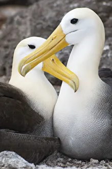 Waved albatross (Phoebastria irrorata) courting pair mutually grooming. Punta Cevallos Waved albatross (Phoebastria irrorata) courting pair mutually grooming. Punta Cevallos