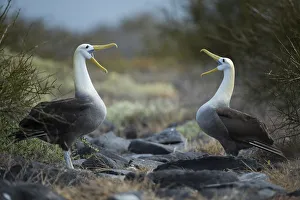 Waved albatross (Phoebastria irrorata) pair in courtship display at nest site Waved albatross (Phoebastria irrorata) pair in courtship display at nest site