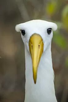 Waved albatross (Phoebastria irrorata) head portrait, Espanola Island, Galapagos