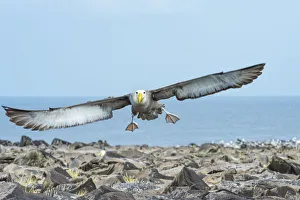 Waved albatross (Phoebastria irrorata) in flight, Punta Suarez, Espanola Island Waved albatross (Phoebastria irrorata) in flight, Punta Suarez, Espanola Island
