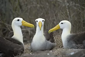 Waved albatross (Phoebastria irrorata) group of three on nest, Punta Suarez, Espanola Island
