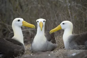 Waved albatross (Phoebastria irrorata) group of three on nest, Punta Suarez, Espanola Waved albatross (Phoebastria irrorata) group of three on nest, Punta Suarez, Espanola