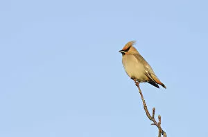 Images Dated 3rd February 2011: Waxwing (Bombycilla garrulus) perched in a tree, Whitstable, Kent, England, UK, February