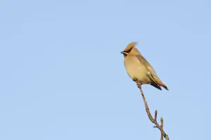 Waxwing (Bombycilla garrulus) perched in a tree, Whitstable, Kent, England, UK, February Waxwing (Bombycilla garrulus) perched in a tree, Whitstable, Kent, England, UK, February
