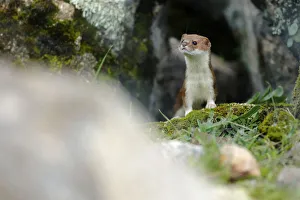 Weasel (Mustela nivalis) portrait, Sierra de Andujar Natural Park, Spain. January Weasel (Mustela nivalis) portrait, Sierra de Andujar Natural Park, Spain. January