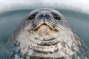 Weddell seal (Leptonychotes weddellii) male surfacing in ice hole, McMurdo Sound