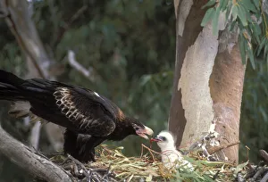 Wedge-tailed Eagle {Aquila audax} adult feeding chick at nest, New South Wales, Australia Wedge-tailed Eagle {Aquila audax} adult feeding chick at nest, New South Wales, Australia