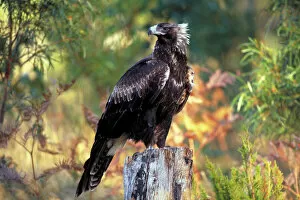 Bird Collection: Wedge-tailed eagle {Aquila audax fleayi} tasmanian sub species, adult portrait, Australia