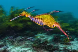 Weedy seadragon (Phyllopteryx taeniolatus) swimming over seaweeds Weedy seadragon (Phyllopteryx taeniolatus) swimming over seaweeds