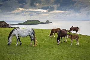 Coast Collection: Welsh mountain ponies, grazing above Rhossili beach, The Gower, Wales, UK, August
