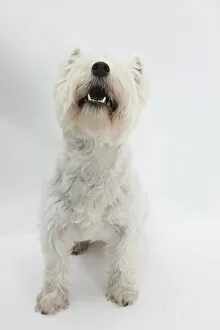 Images Dated 2nd October 2008: West Highland White Terrier sitting
