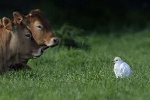 Western Cattle Egret (Bubulcus ibis) in a field by domestic cattle Western Cattle Egret (Bubulcus ibis) in a field by domestic cattle