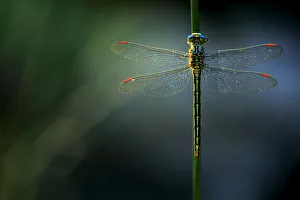Didelphidae Gallery: Pulchellus Collection
