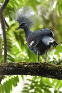 Western crowned pigeon, (Goura cristata), Aiduma Island, Triton Bay, near mainland New Guinea Western crowned pigeon, (Goura cristata), Aiduma Island, Triton Bay, near mainland New Guinea