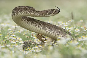 Western Diamondback Rattlesnake (Crotalus atrox), adult in striking pose in wildflower Western Diamondback Rattlesnake (Crotalus atrox), adult in striking pose in wildflower