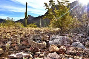 Western diamondback rattlesnake (Crotalus atrox) camouflaged amongst rocks Western diamondback rattlesnake (Crotalus atrox) camouflaged amongst rocks