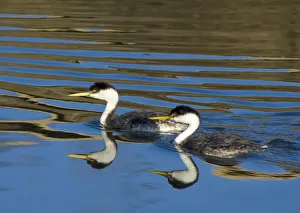 Western grebe (Aechmophorus occidentalis) pair swimming, with reflections, Bolsa Western grebe (Aechmophorus occidentalis) pair swimming, with reflections, Bolsa