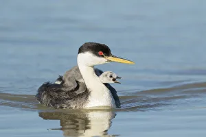 Western grebe (Aechmophorus occidentalis) adult with begging chick riding on its back Western grebe (Aechmophorus occidentalis) adult with begging chick riding on its back