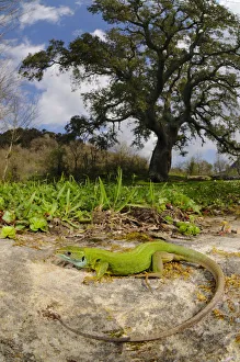Western green lizard (Lacerta bilineata) female basking in habitat near a Cork Tree Western green lizard (Lacerta bilineata) female basking in habitat near a Cork Tree