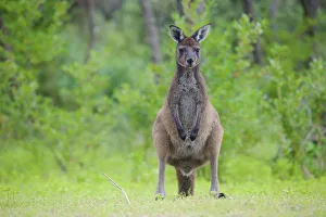 Western grey kangaroo (Macropus fuliginosus). Leeuwin-Naturaliste National Park Western grey kangaroo (Macropus fuliginosus). Leeuwin-Naturaliste National Park