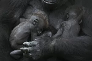 Images Dated 28th July 2013: Western lowland gorilla (Gorilla gorilla gorilla) twin babies age 45 days sleeping