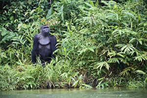 Western lowland gorilla (Gorilla gorilla gorilla) male aged 12 years standing up at Western lowland gorilla (Gorilla gorilla gorilla) male aged 12 years standing up at