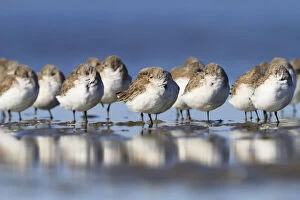 Images Dated 2nd October 2010: Western sandpipers (Calidris mauri) roosting on barrier island tidal flats. Terrebonne Parish