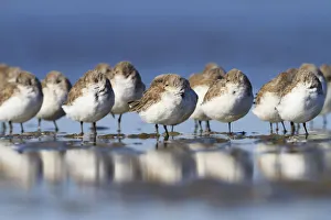 Roost Gallery: Western sandpipers (Calidris mauri) roosting on barrier island tidal flats. Terrebonne Parish