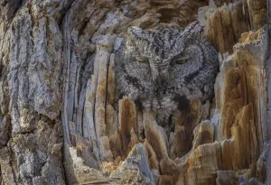 Western screech owl (Megascops kennicottii) is camouflaged as it looks from a tree cavity Western screech owl (Megascops kennicottii) is camouflaged as it looks from a tree cavity