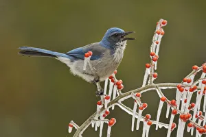 Crows And Jays Gallery: Western Scrub Jay Collection
