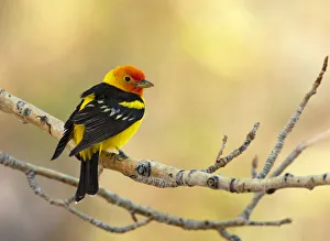 Western tanager (Piranga ludoviciana), male perched on aspen branch in spring Western tanager (Piranga ludoviciana), male perched on aspen branch in spring