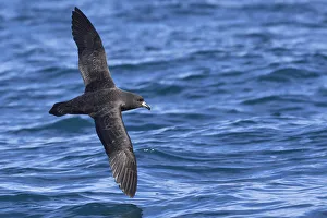 Westland petrel (Procellaria westlandica) in flight over sea, showing the upperwing Westland petrel (Procellaria westlandica) in flight over sea, showing the upperwing