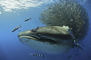 Whale Shark (Rhincodon typus) passing by baitball, Santa Maria Island, Azores, Portugal Whale Shark (Rhincodon typus) passing by baitball, Santa Maria Island, Azores, Portugal