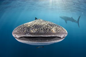 Whale shark (Rhincodon typus) front view portrait, Cenderawasih Bay, West Papua. Indonesia Whale shark (Rhincodon typus) front view portrait, Cenderawasih Bay, West Papua. Indonesia