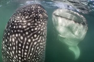 Whale sharks (Rhincodon typus) bottle feeding, by floating stationary Whale sharks (Rhincodon typus) bottle feeding, by floating stationary