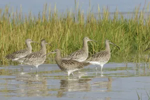 Whimbrels (Numenius phaeopus) at their high tide roost. Lavan Sands, Gwynedd, North Wales Whimbrels (Numenius phaeopus) at their high tide roost. Lavan Sands, Gwynedd, North Wales
