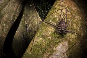 Whip scorpion (Heterophrynus elephas) hunting for food on a large tree root of Whip scorpion (Heterophrynus elephas) hunting for food on a large tree root of