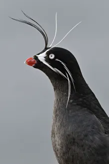 Whiskered auklet (Aethia pygmaea), Iony Island / Jonas' Island, Sea of Okhotsk Whiskered auklet (Aethia pygmaea), Iony Island / Jonas' Island, Sea of Okhotsk